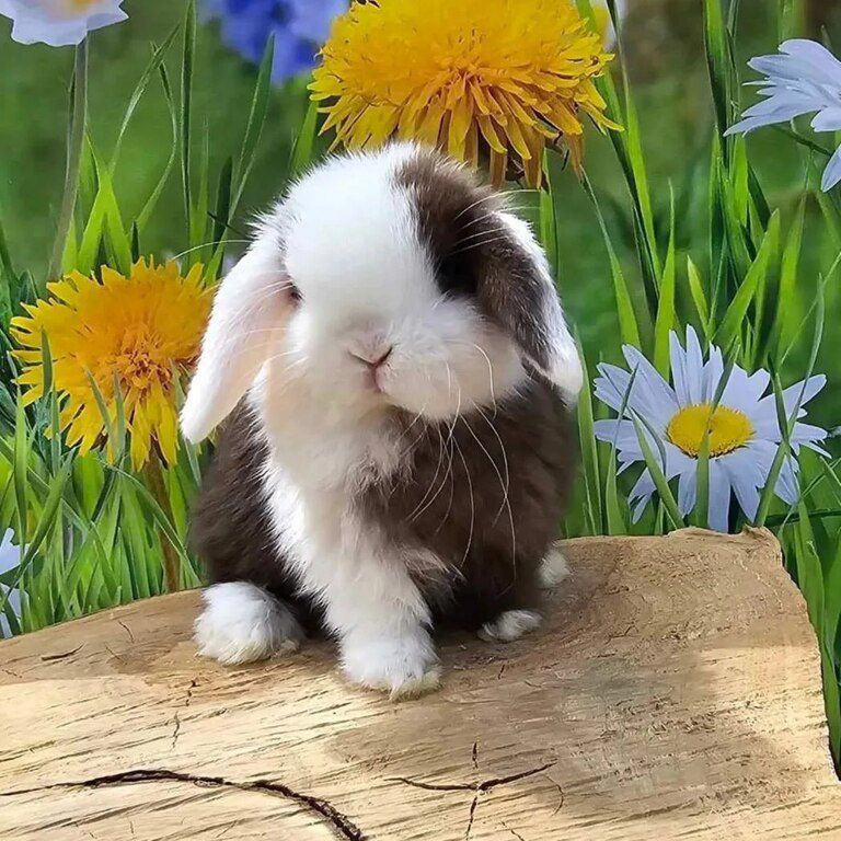 Mini lop dovşanı — Dovşanlar, Bakı (12)