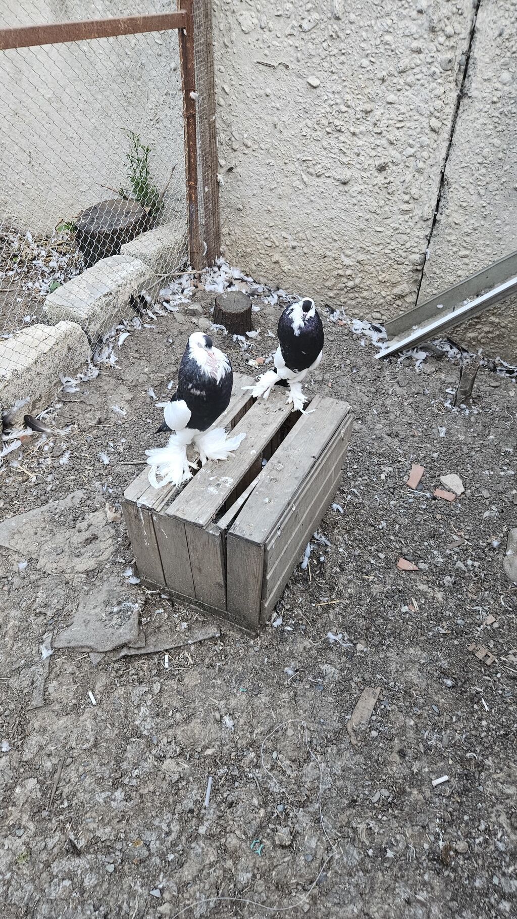 Pomerianlar hazır bala verən cütlərdi erkək bozquyruqdu maya isə tam — Göyərçin, Göytəpə (5)