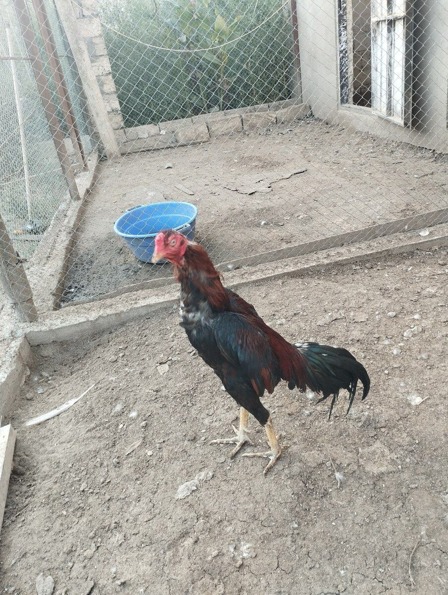 Heyratı — Quşlar, Bakı (4)