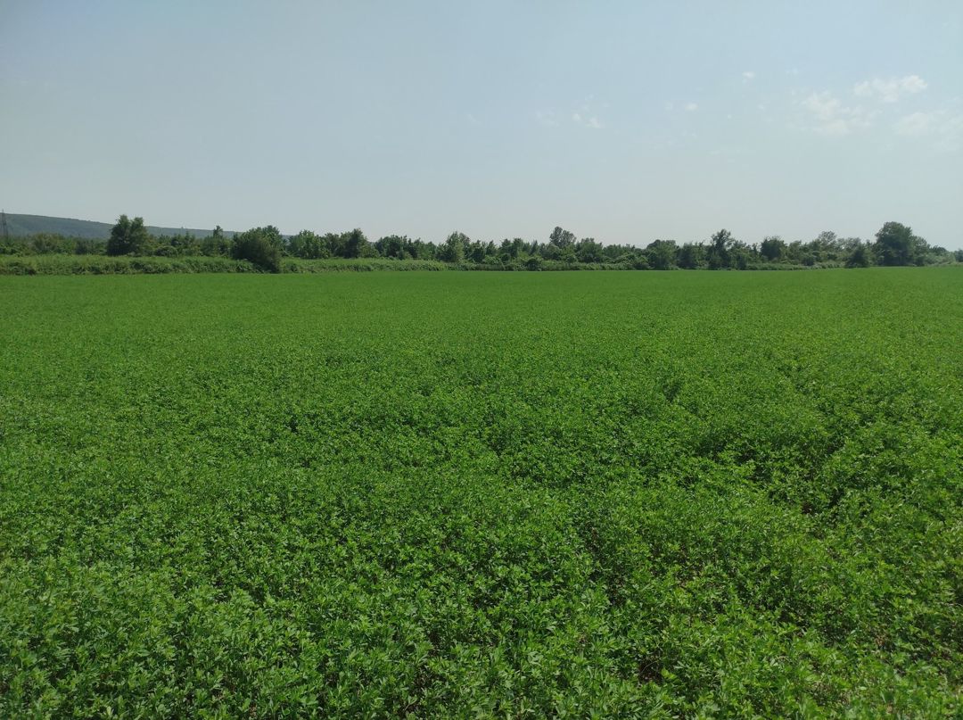 Satılır torpaq 237 sot — Torpaq, Qəbələ (6)