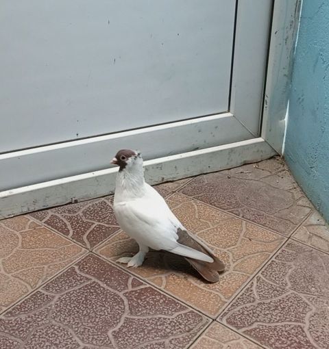 Növ: Ev göyərçini (ornamental) Rəng: Ağ gövdə, qəhvəyi baş və quyruq