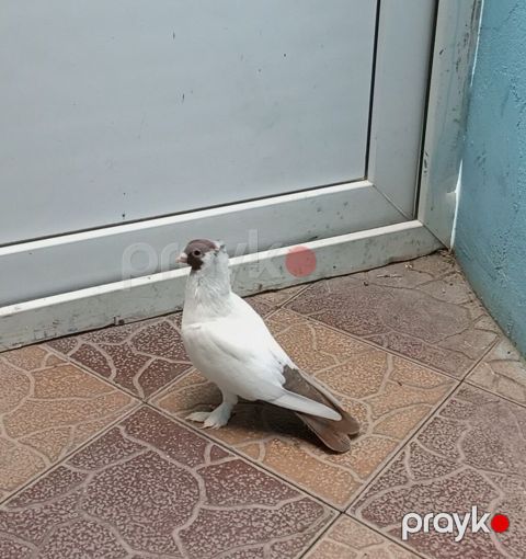 Növ: Ev göyərçini (ornamental) Rəng: Ağ gövdə, qəhvəyi baş və quyruq — Bakı