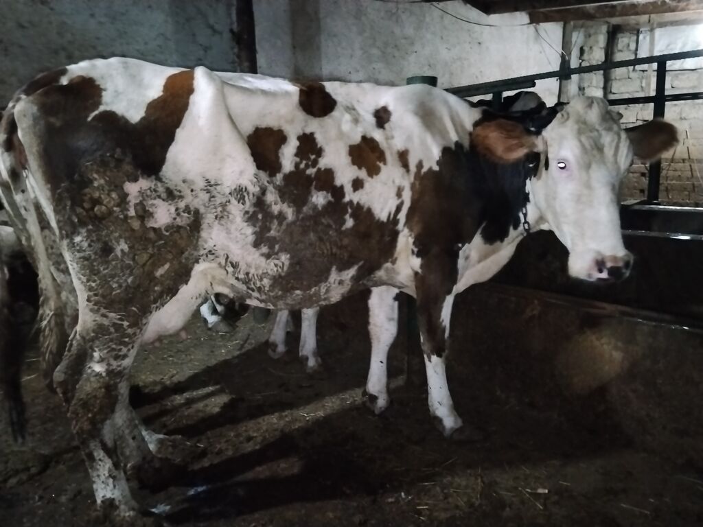 5 aydı doğub təzə doğanda 16 litr verirdi indi hal hazırda 11,12 litr — Kənd təsərrüfatı heyvanları, Digah (3)