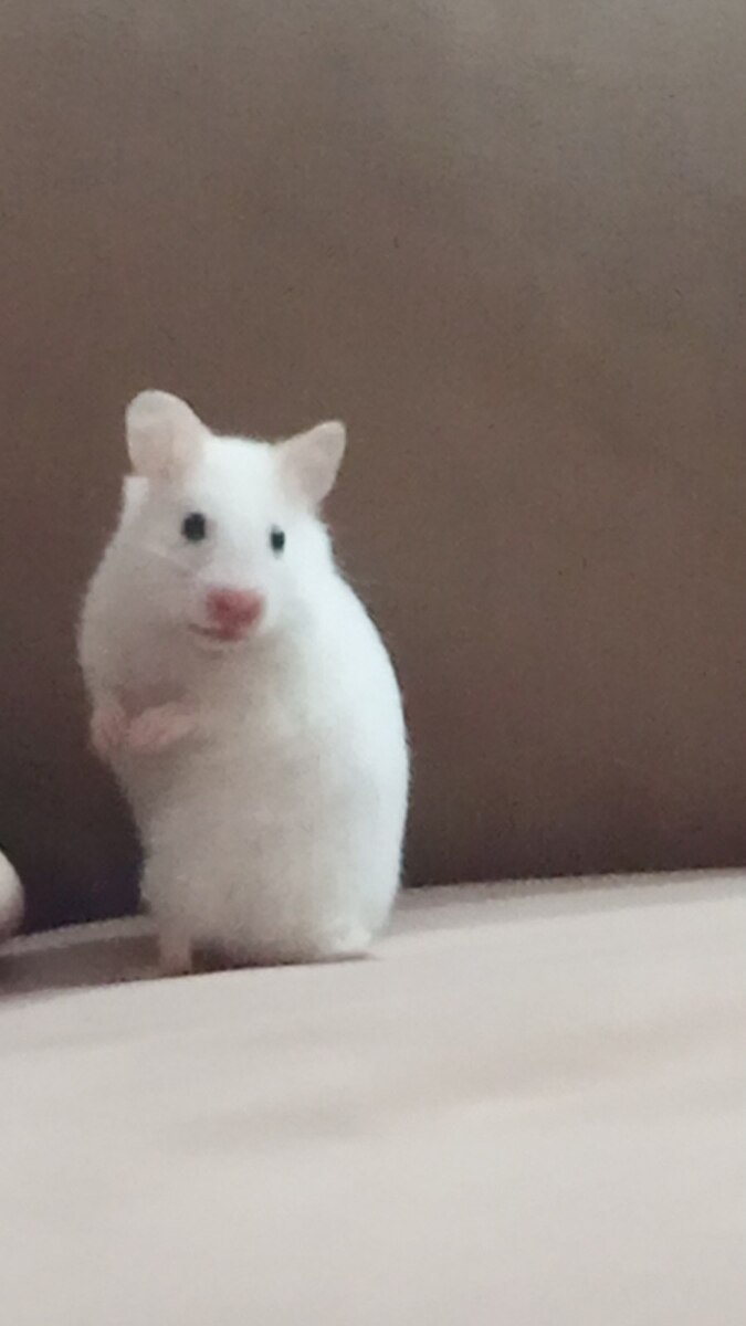 Hamster siçanı — Kəmiçilər, Bakı (3)