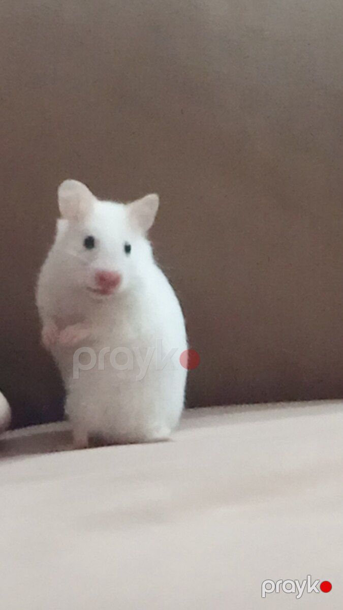 Hamster siçanı — Kəmiçilər, Bakı (3)