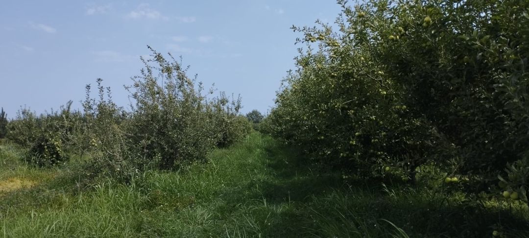 Satılır torpaq 115 sot — Torpaq, Quba (7)