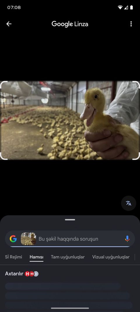 Məhsul: Pekin cinsi sarı ördək balaları Təsvir: - Fermada peşəkar — Bakı