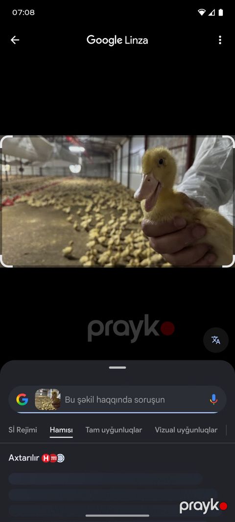 Məhsul: Pekin cinsi sarı ördək balaları Təsvir: - Fermada peşəkar — Bakı
