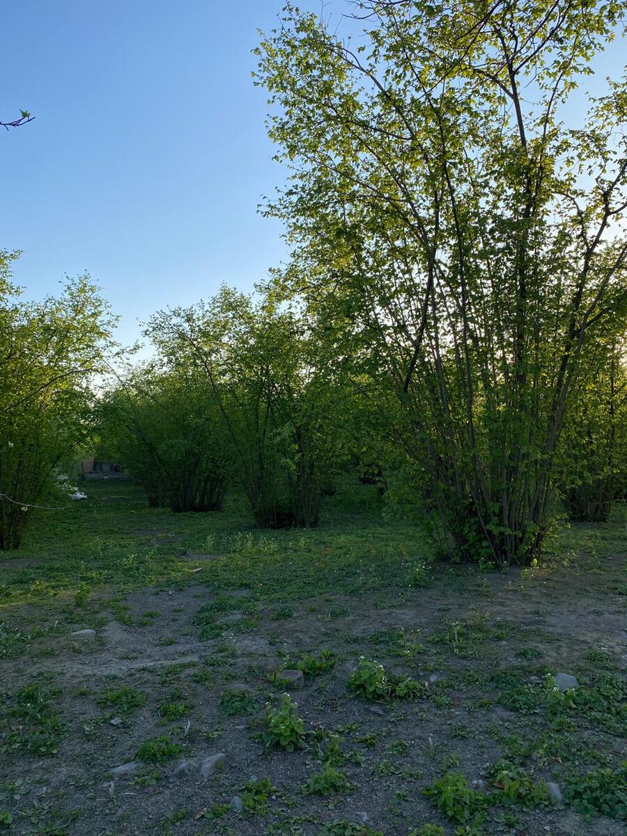 Satılır torpaq 24 sot — Torpaq, Qəbələ (6)