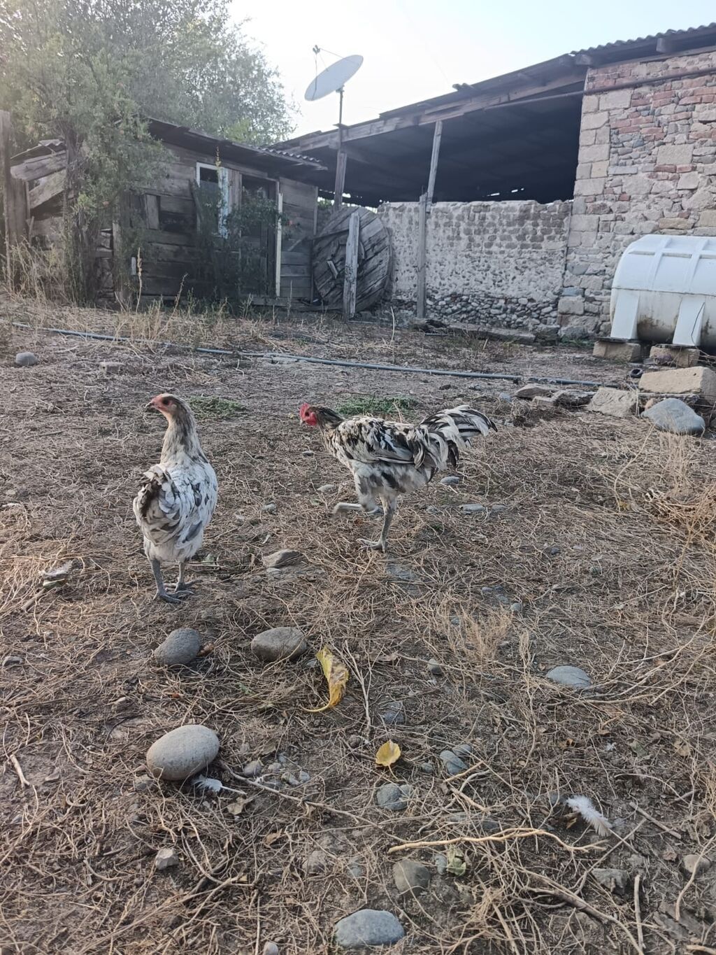 Məhsul: Yerli kənd toyuqları (cüt) Təsvir: - Şəkillərdə görülən 2 — Toyuq və xoruz, Goranboy (2)