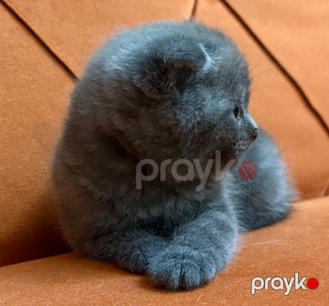 Şotland pişiyi — Bakı