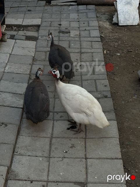 1erkək 2dişi firəng(sesar) tam sağlam quşları satılır.tək-təkdə — Bakı