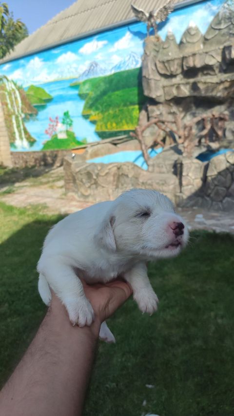 Retriever, 1 ay — Gəncə
