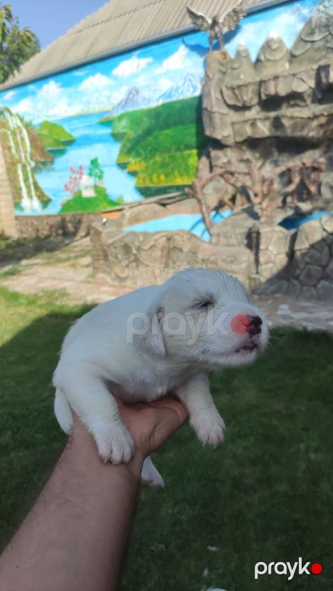 Retriever, 1 ay — Gəncə
