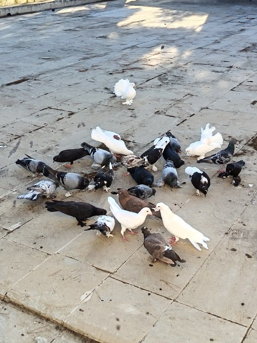 Göyərçin — Quşlar, Bakı (4)