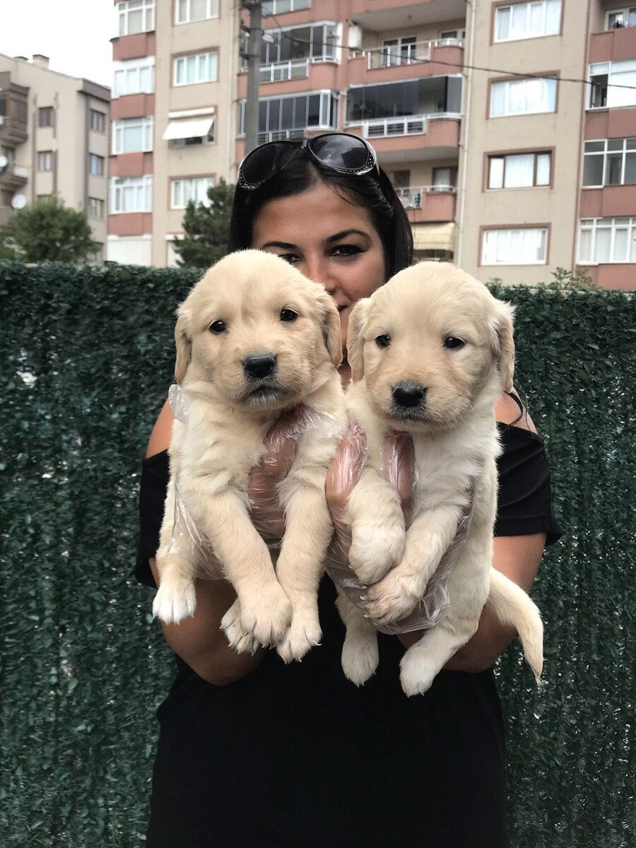Golden Retriver — Köpəklər, Bakı (2)