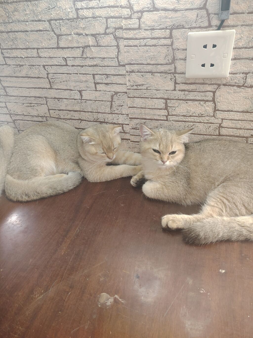 Britan — Pişiklər, Digah (5)