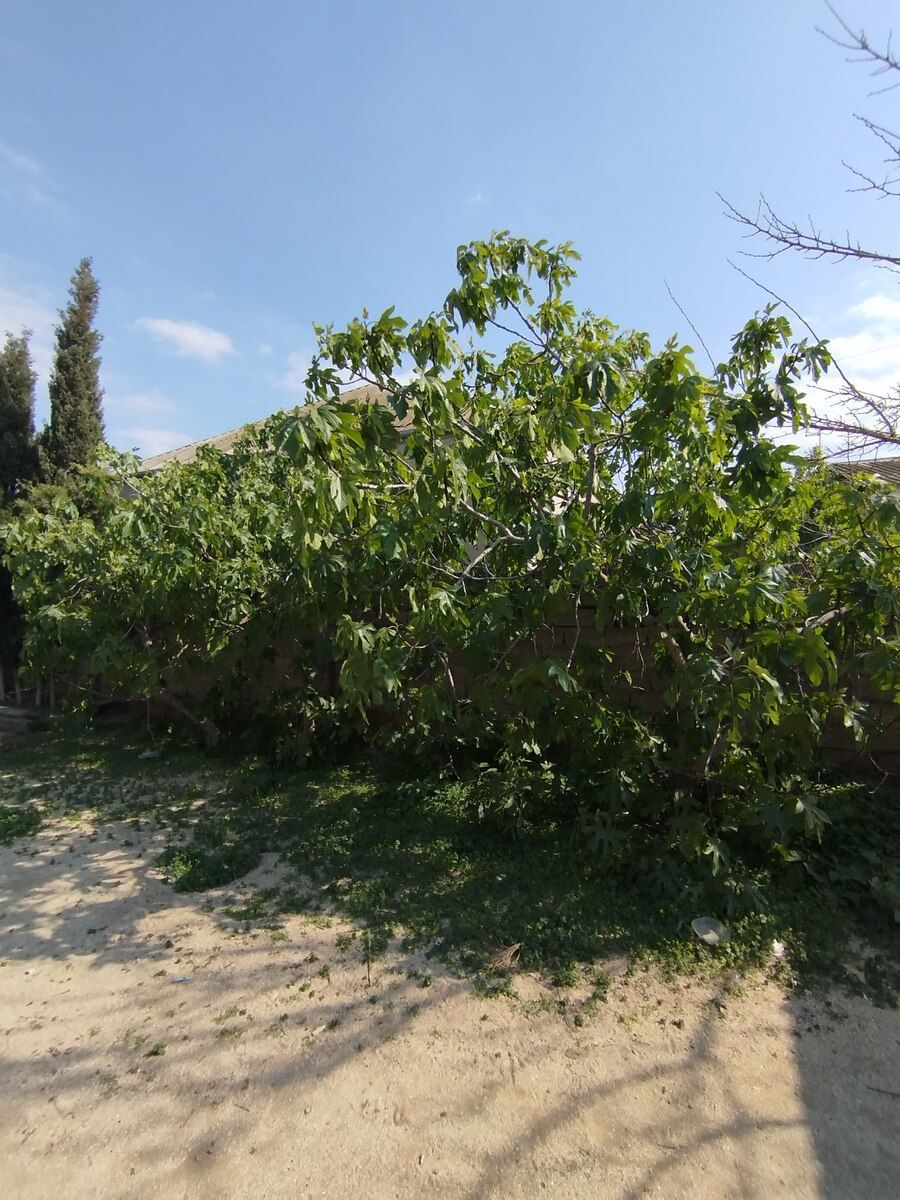 Həyət evi, Corat qəs — Ev, villa, Sumqayıt (8)