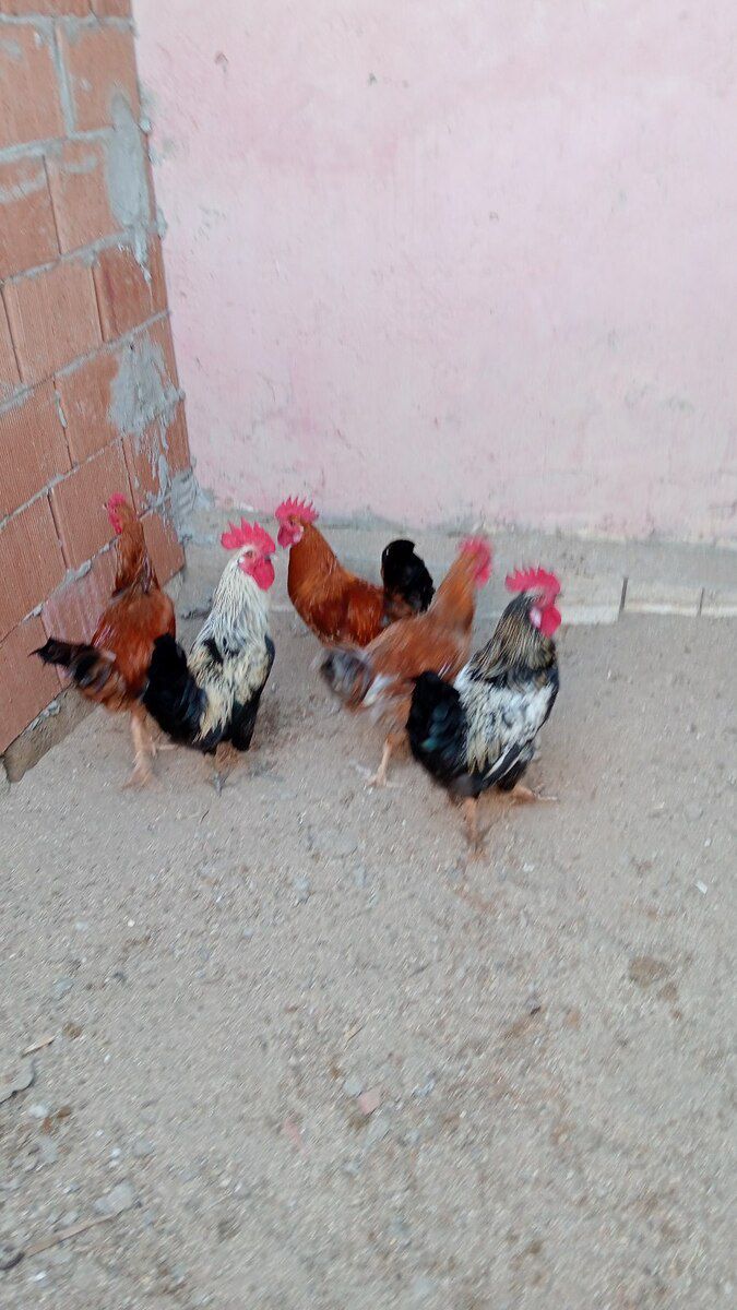 Xoruzlar — Quşlar, Sumqayıt (2)