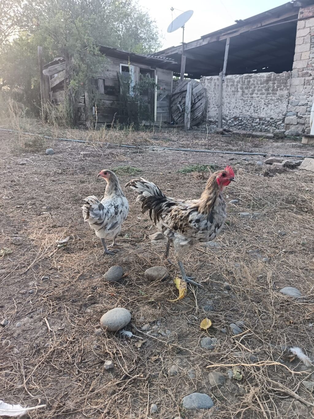 Məhsul: Yerli kənd toyuqları (cüt) Təsvir: - Şəkillərdə görülən 2 — Toyuq və xoruz, Goranboy (3)