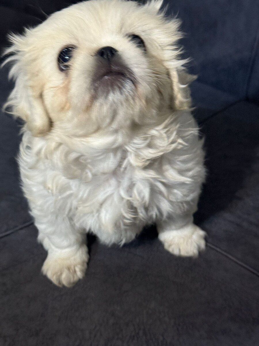 Pekines — Köpəklər, Bakı (8)