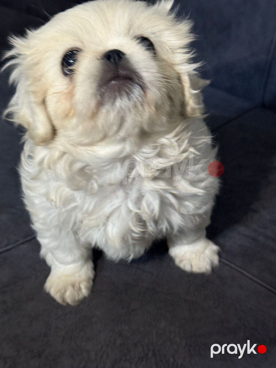Pekines — Köpəklər, Bakı (3)