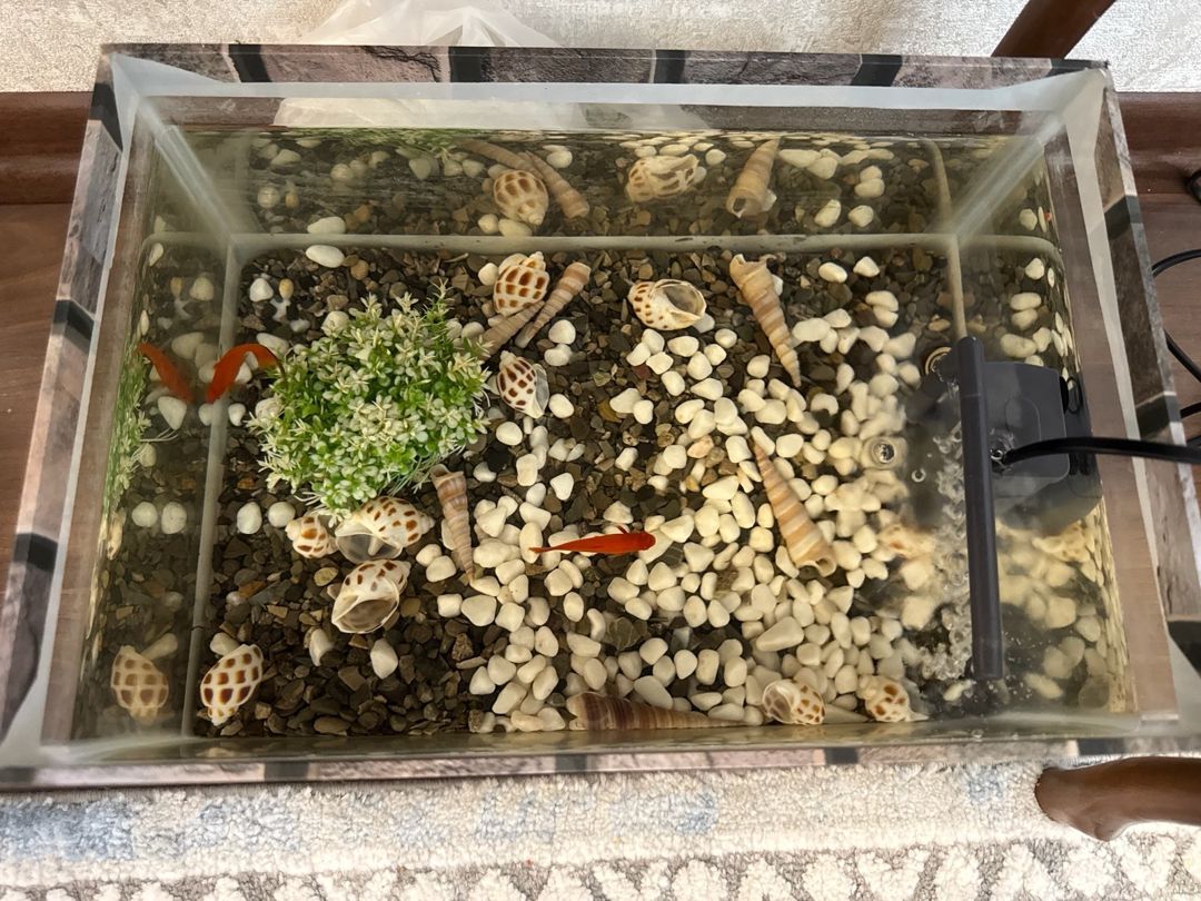 Akvarium və balıqlar — Akvariumlar və balıqlar, Bakı (2)