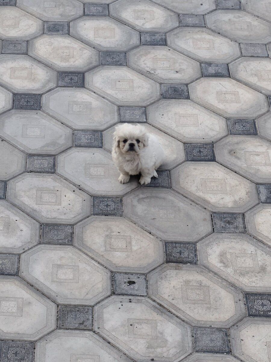 Pekines — Köpəklər, Bakı (4)