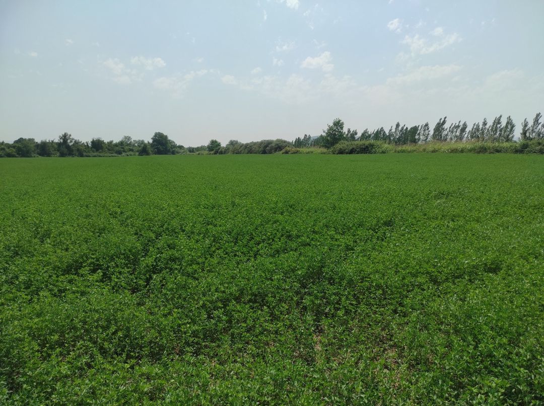 Satılır torpaq 237 sot — Torpaq, Qəbələ (4)