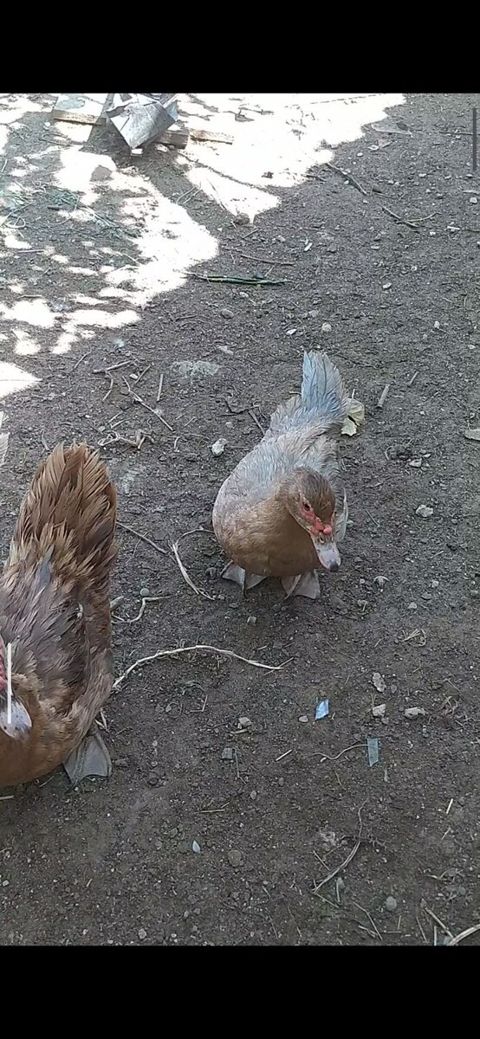 Ördək — Bakı