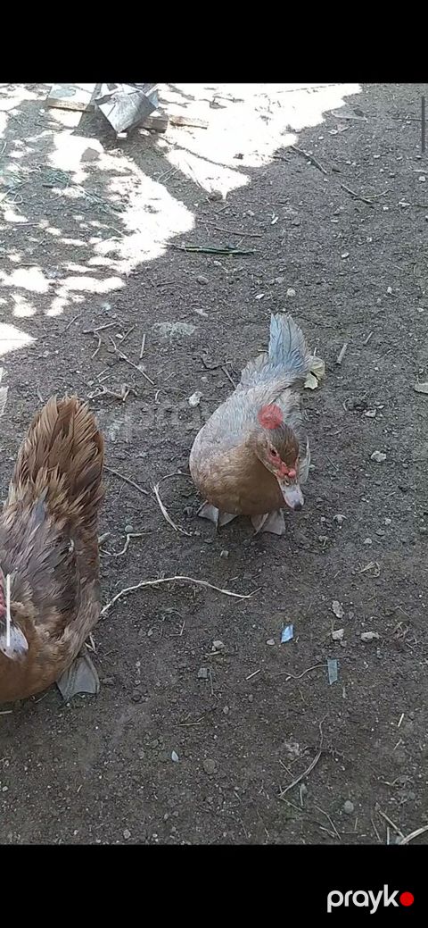 Ördək — Bakı