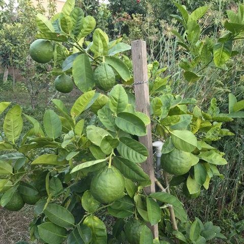 Meyvəli sitrus ağacı – qabda yetişdirilən limon/bergamot tipli sort — Bakı