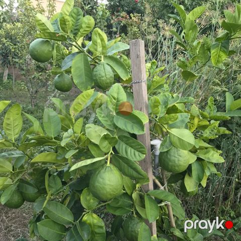 Meyvəli sitrus ağacı – qabda yetişdirilən limon/bergamot tipli sort — Bakı