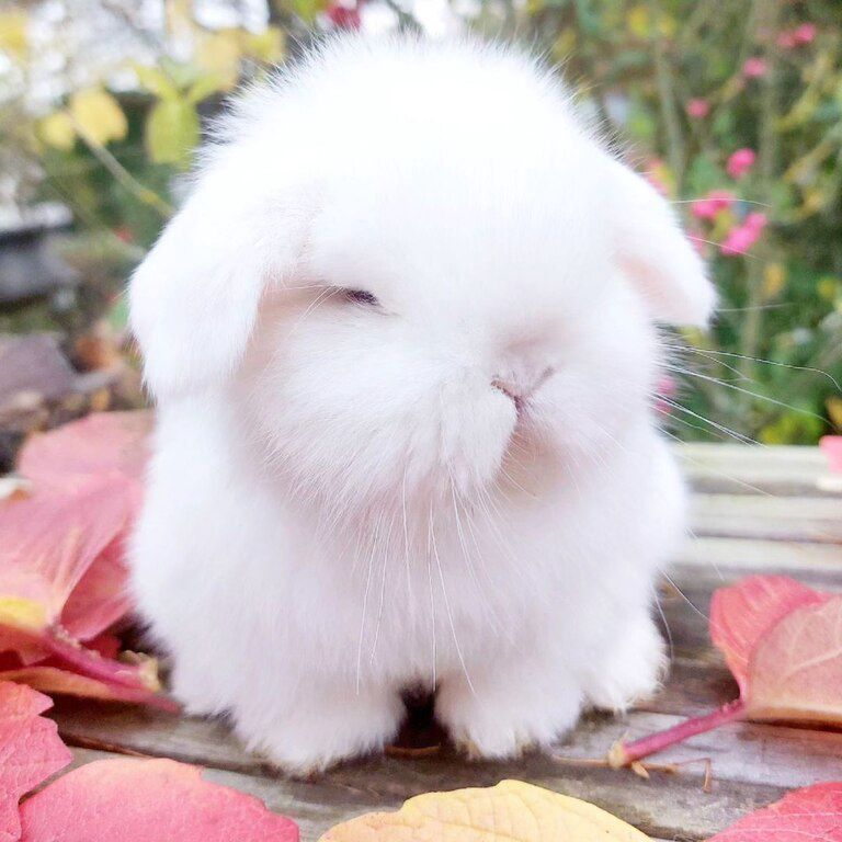 Mini lop dovşanı — Dovşanlar, Bakı (8)