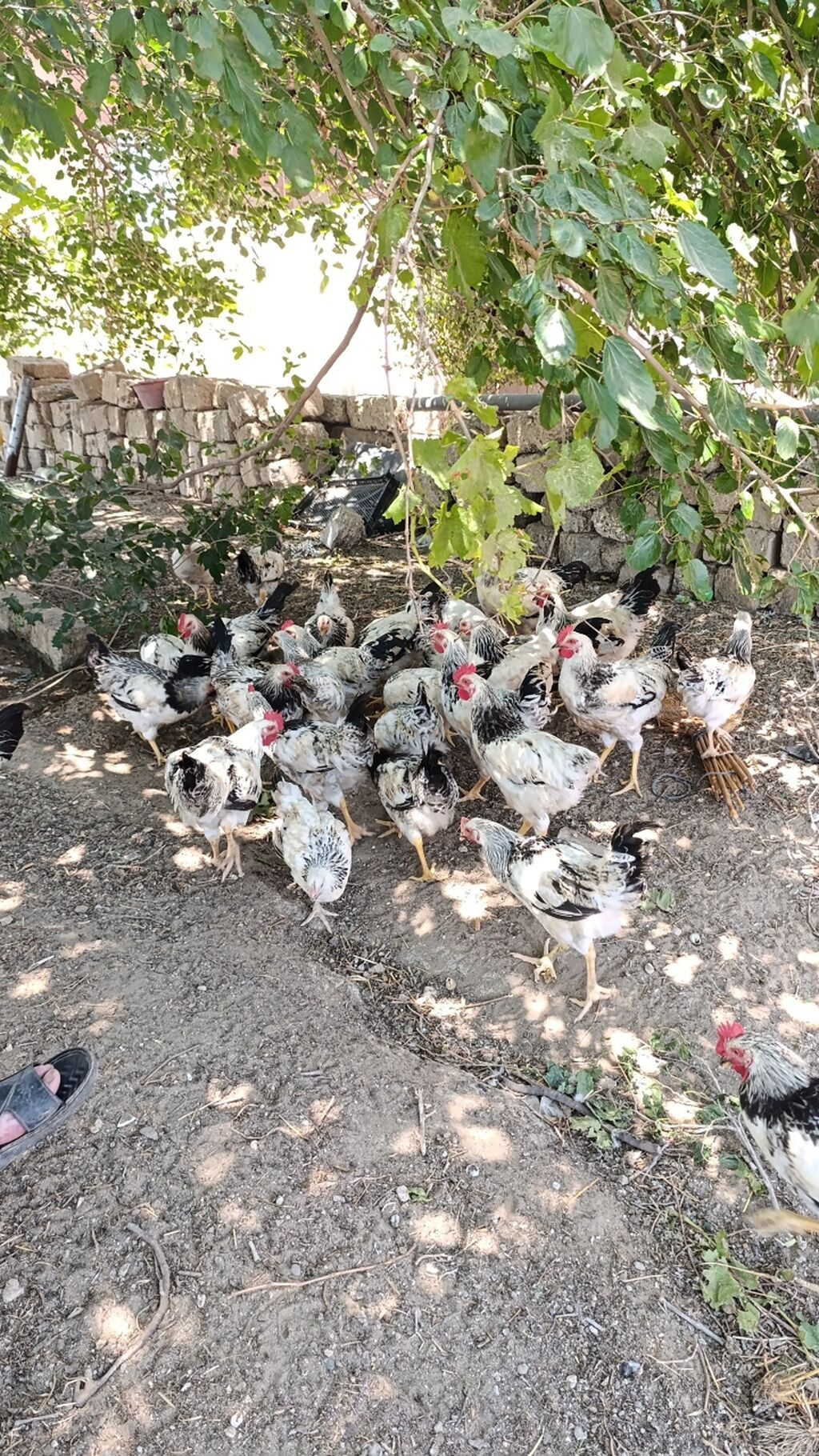 Ağ-qara rəngli yerli ət-yumurta istiqamətli toyuqlar (xoruz və fərə — Toyuq və xoruz, Bakı (4)