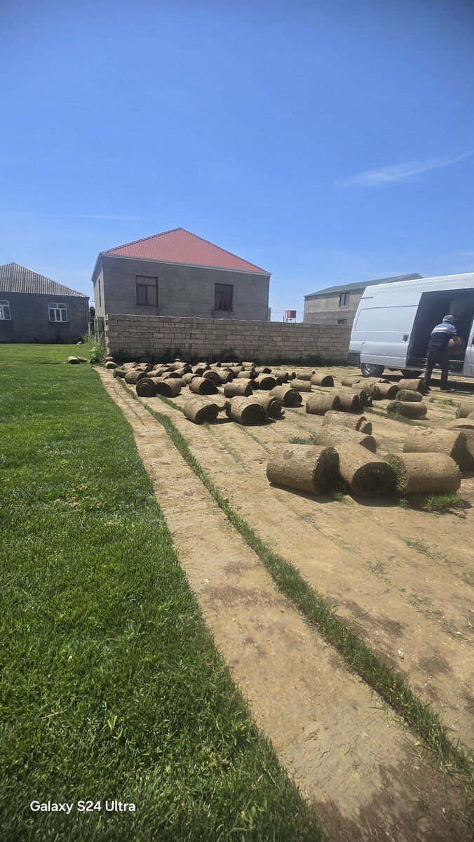 Qazon — Bitkilər, Bakı (9)