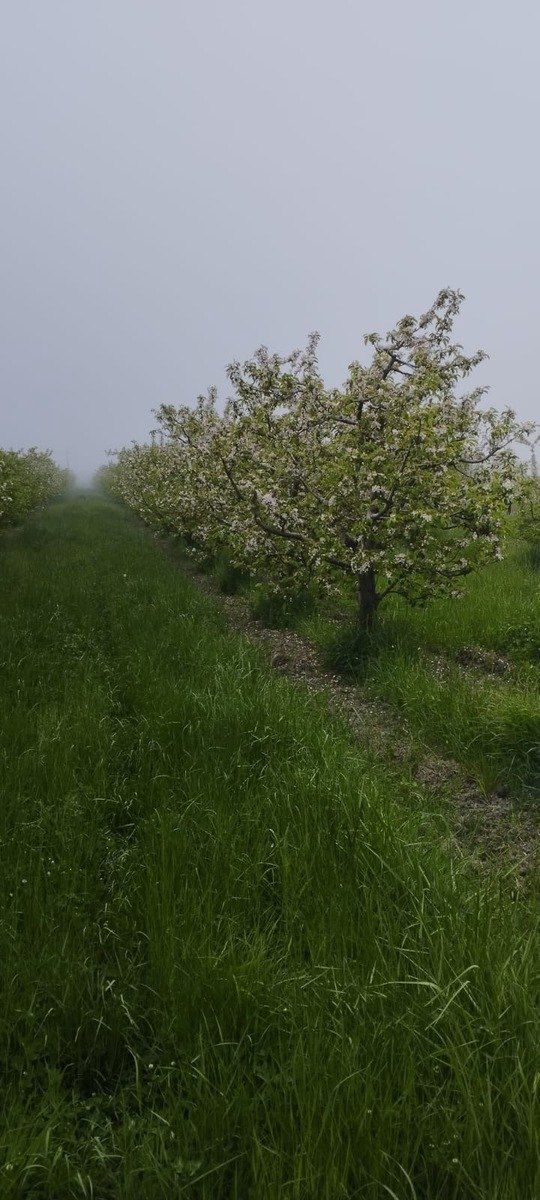 Satılır torpaq 115 sot — Torpaq, Quba (11)