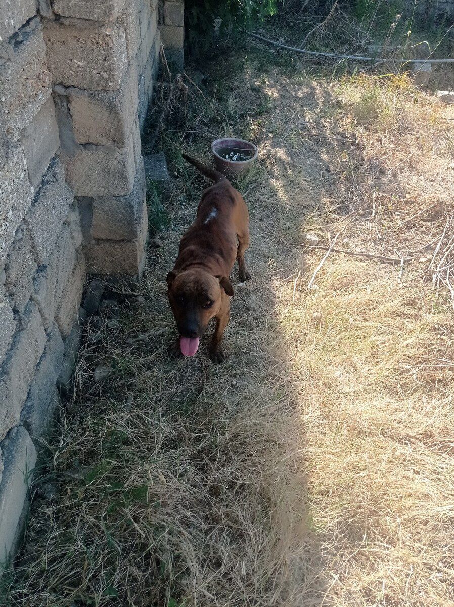 Pitbul — Köpəklər, Bakı (4)