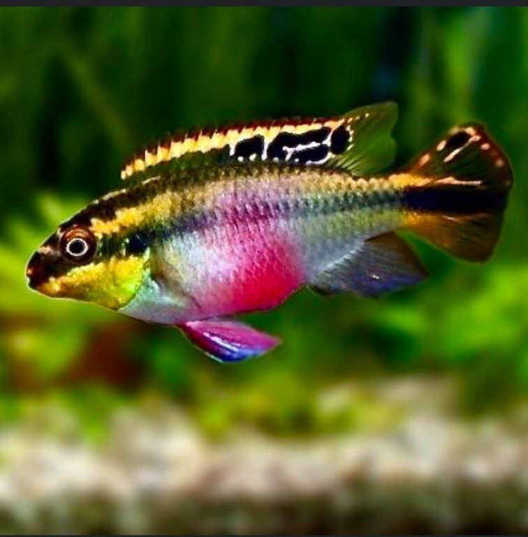 Akvarium balığı "Pelvicachromis pulcher" — Akvariumlar və balıqlar, Sumqayıt (3)