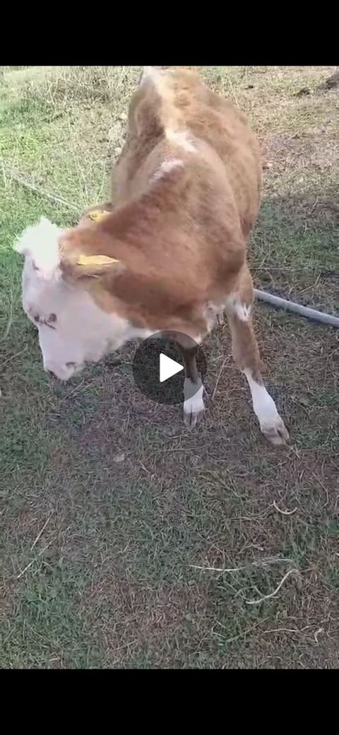 Satılır: simmental tipli buzovlar - Növ: iribuynuzlu, ətlik istiqamət — Bakı
