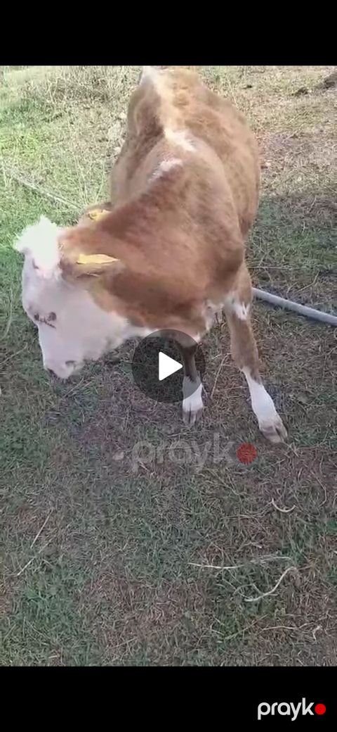 Satılır: simmental tipli buzovlar - Növ: iribuynuzlu, ətlik istiqamət — Bakı
