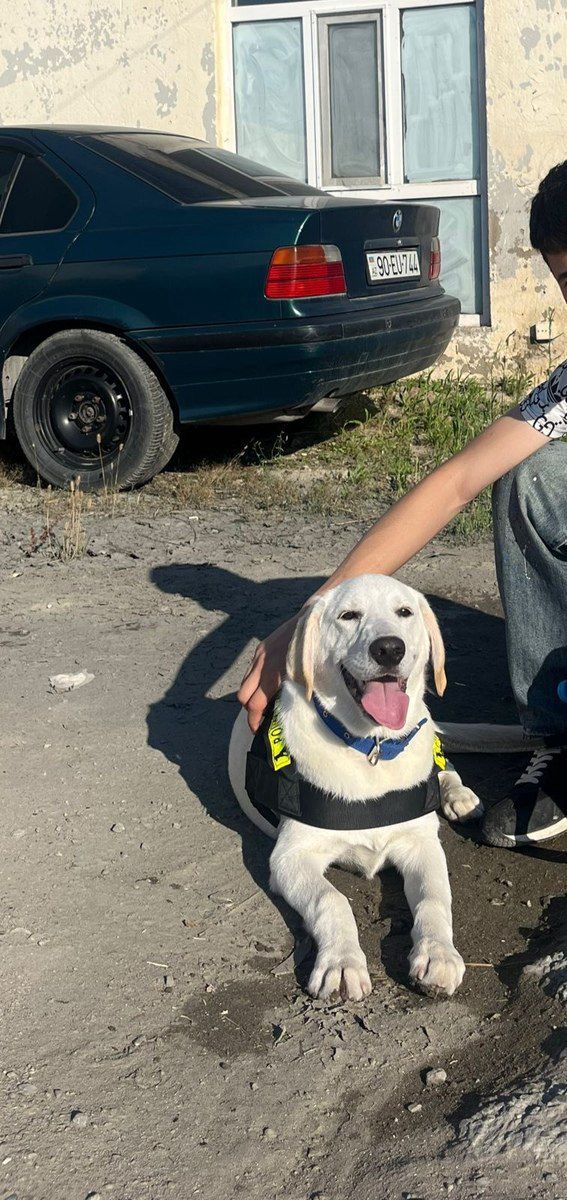 Labrador Retriver etibarlı əllərə verilir — Köpəklər, Bakı (2)