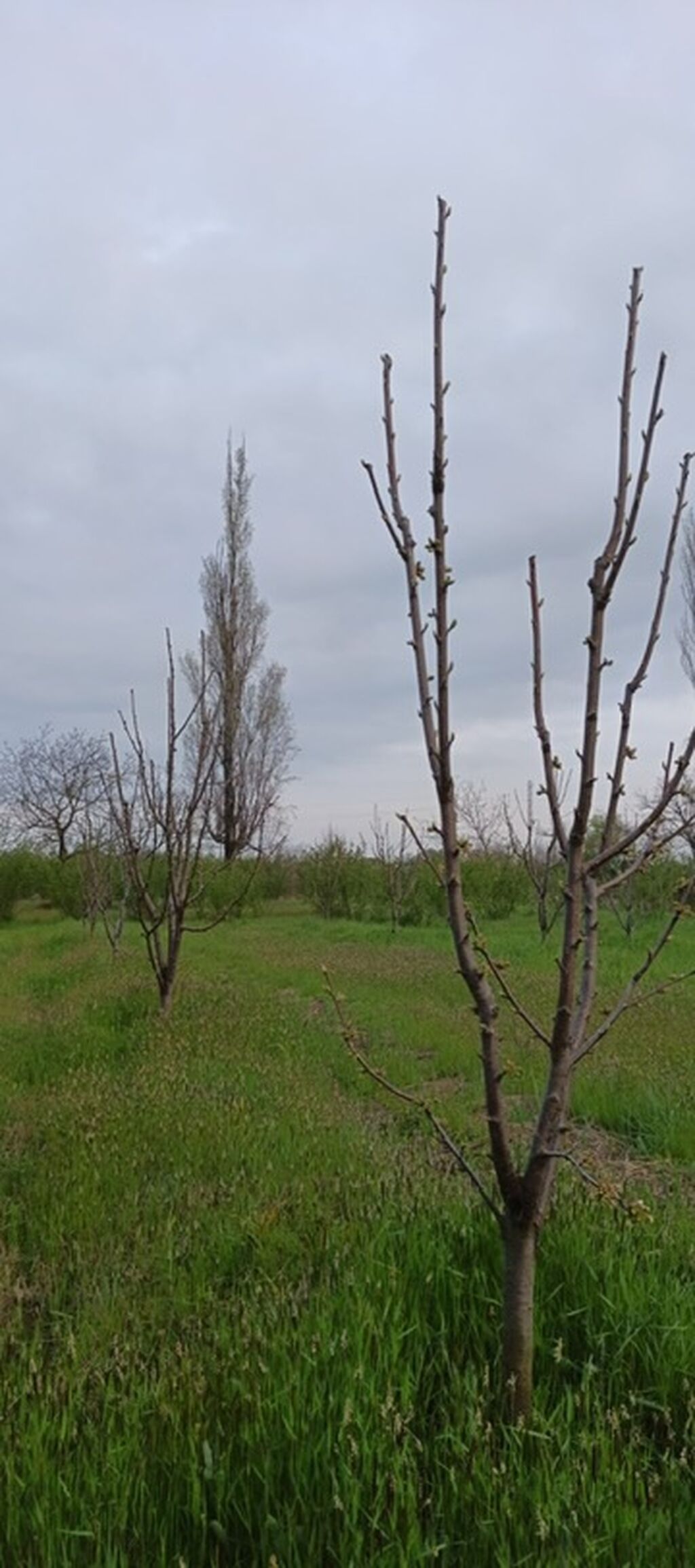 27 sot, Tikinti, Kupça (Çıxarış) — Torpaq, Xudat (3)