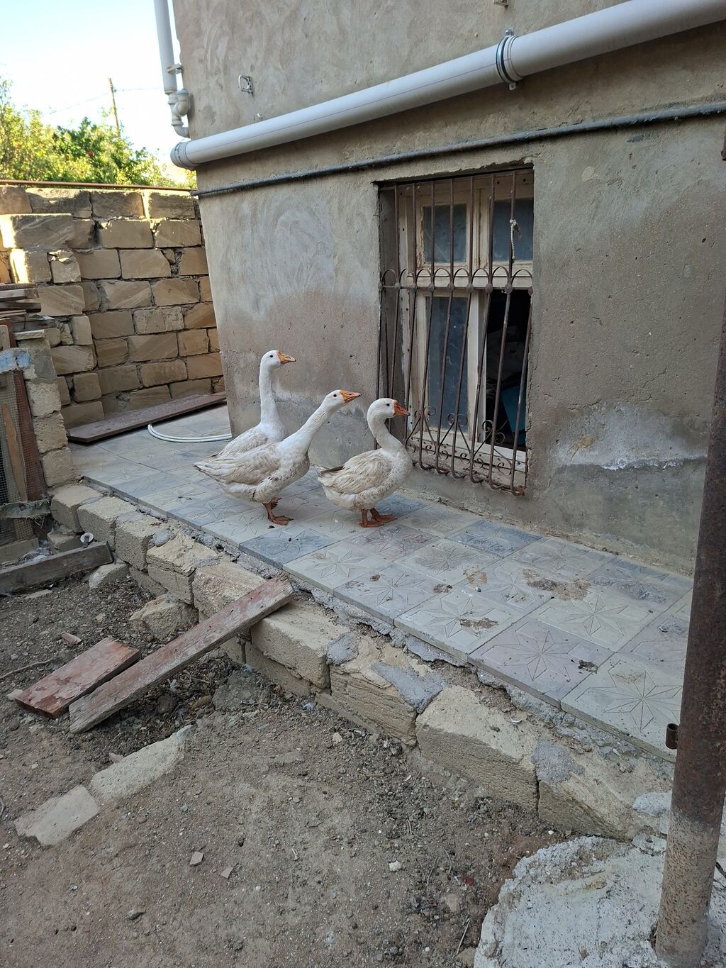 3 otaqlı, 150 kv. m, Kredit yoxdur — Ev, villa, Qobu (2)