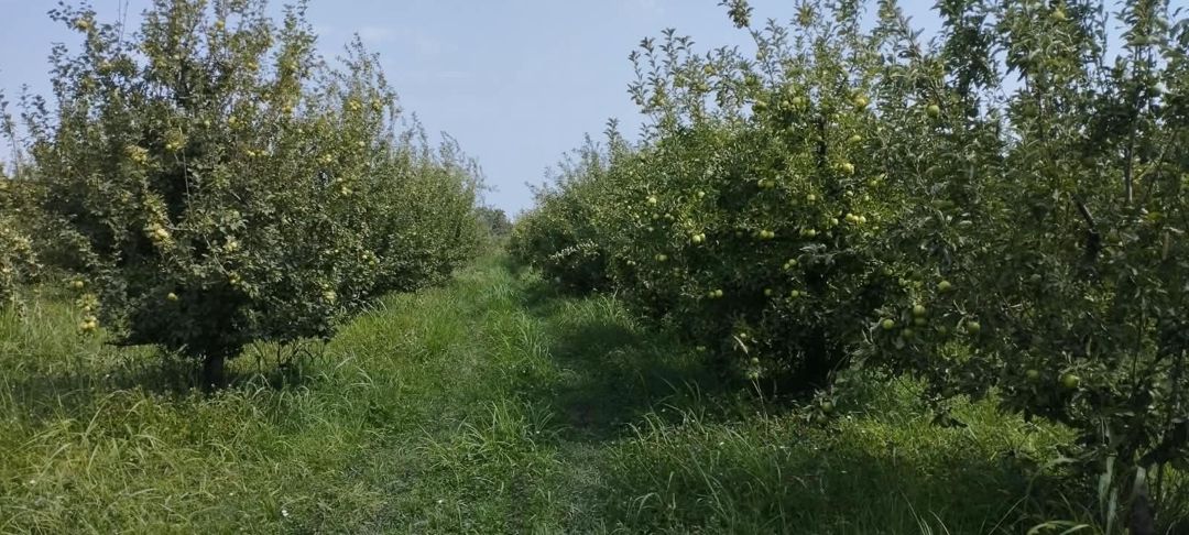 Satılır torpaq 115 sot — Torpaq, Quba (8)