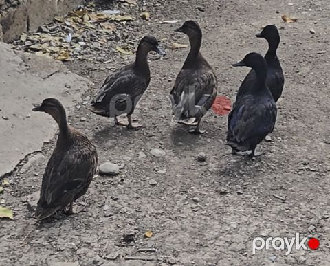 Karlik ördəklər — Bakı