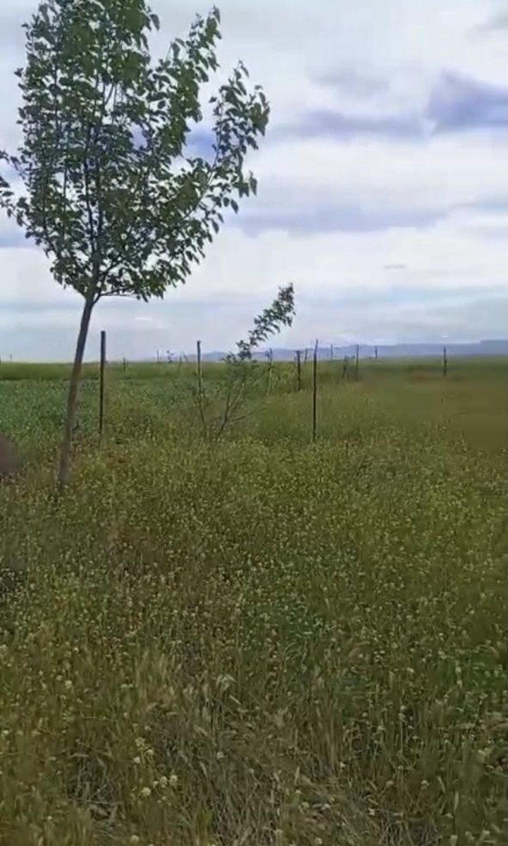 Satılır torpaq 12 sot — Torpaq, Cəlilabad (7)