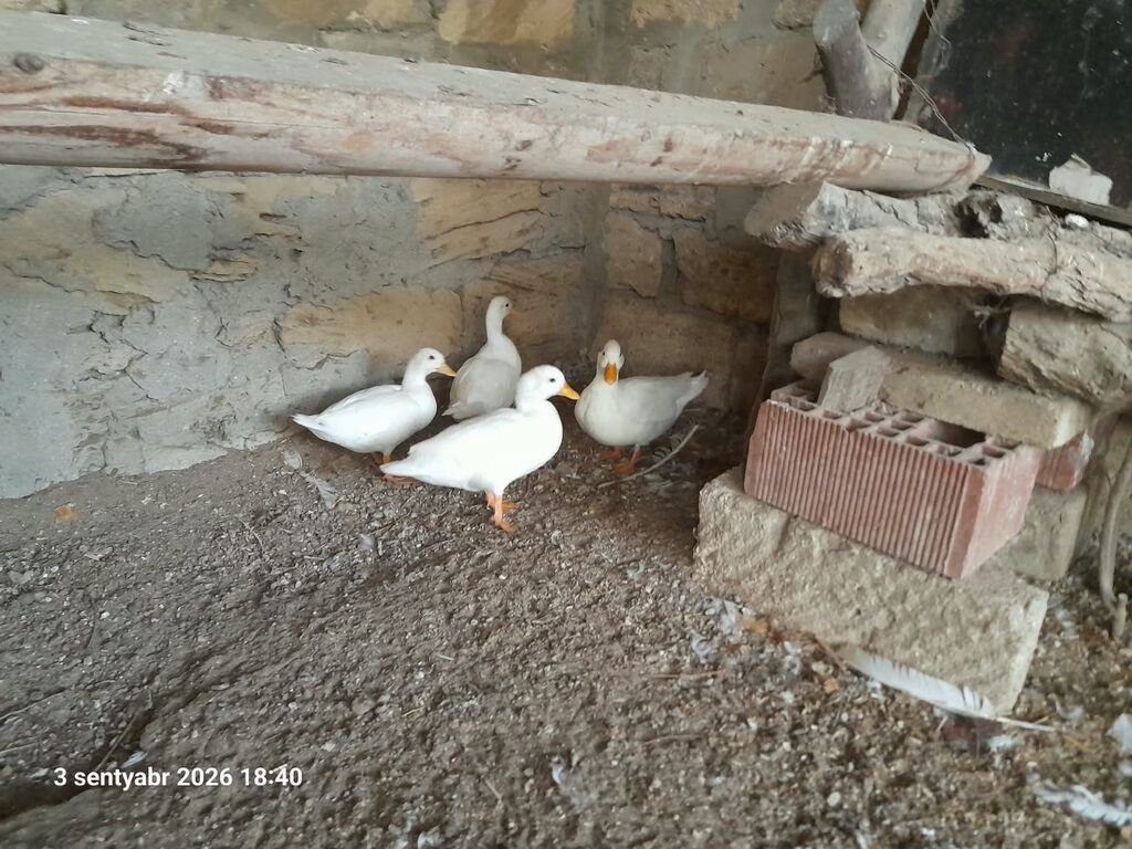 Coldak ördək satilir 4 ədəddi ikisi balasidi 4 dü bir yerdə 160m di — Digərləri, Bakı (2)