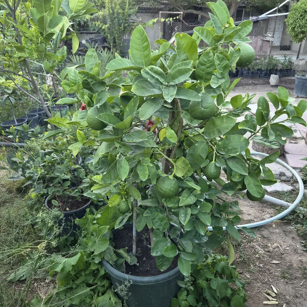 Meyvəli sitrus ağacı – qabda yetişdirilən limon/bergamot tipli sort — Ağaclar və fidan, Bakı (2)