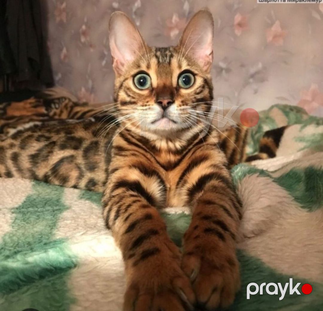 Бенгальские котята — Pişiklər, Bakı (7)